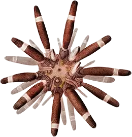 Illustration showcasing various sea urchins and a small sand dollar: 1. Cidaristes imperialis (Sputnik urchin, imperial lance urchin)