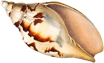 Illustration from 'A Catalogue of the Shells Contained in the Collection of the late Earl of Tankerville,' featuring a depiction of Voluta fulgetrum shell.