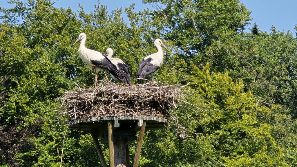 Ooievaars op een nest langs het Maarten van Rossumpad tussen Ommen en Balkbrug.