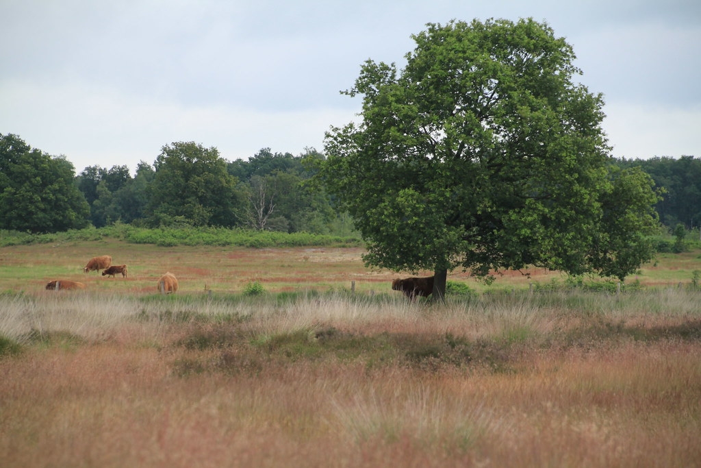 Het meanderende riviertje de Reest in het Reestdal.