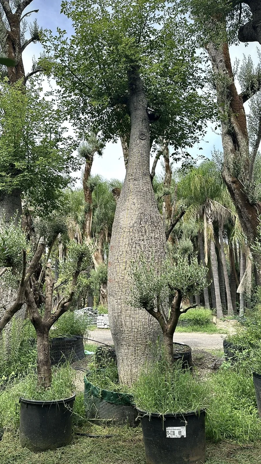 Ceibas Especiosas / Palo Borracho