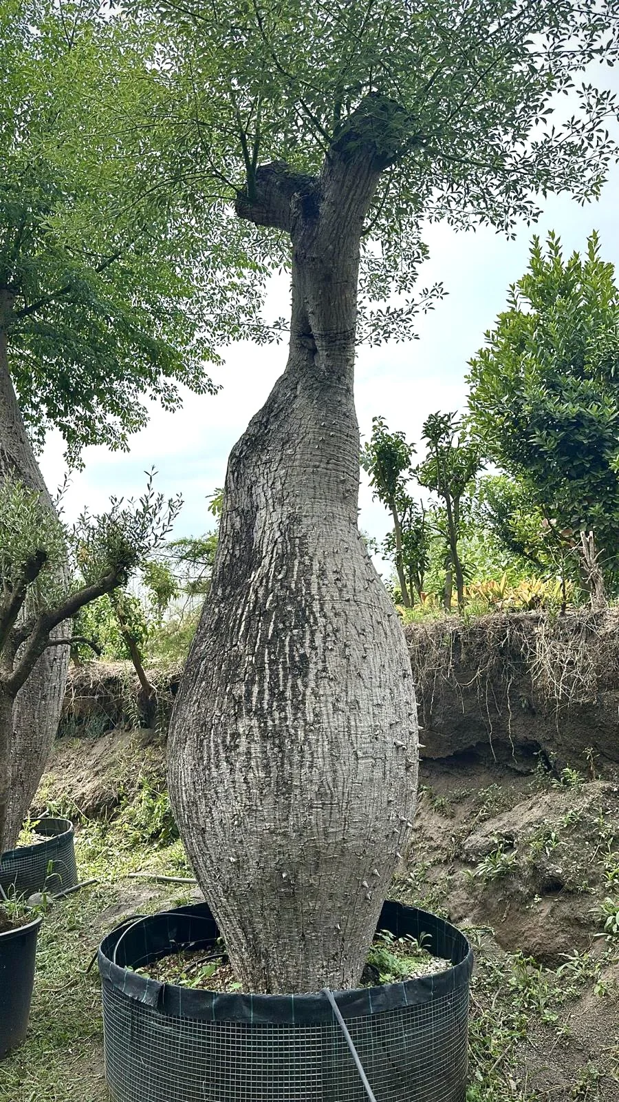 Ceiba Pentandra
