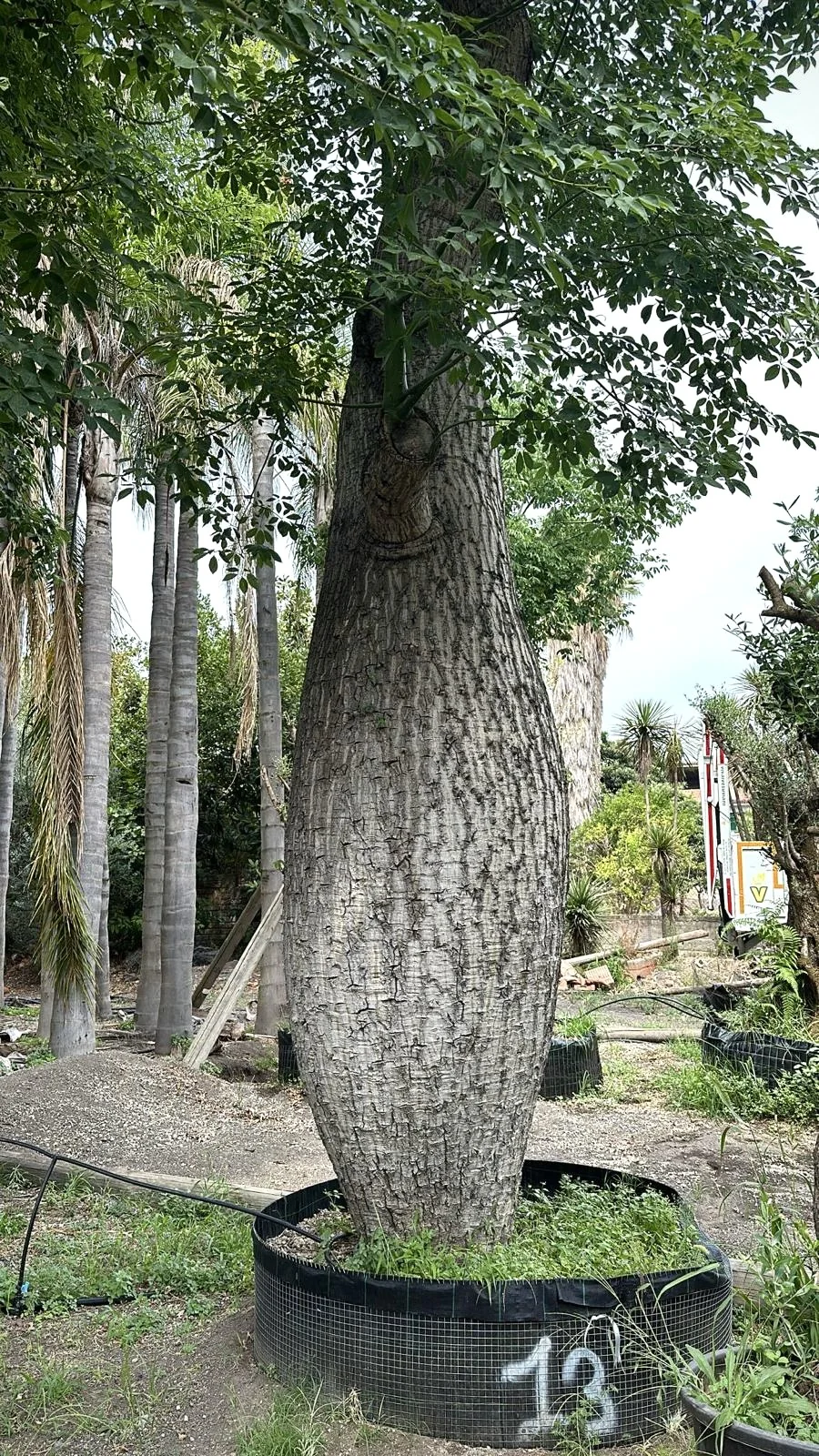 Ceiba pentandra