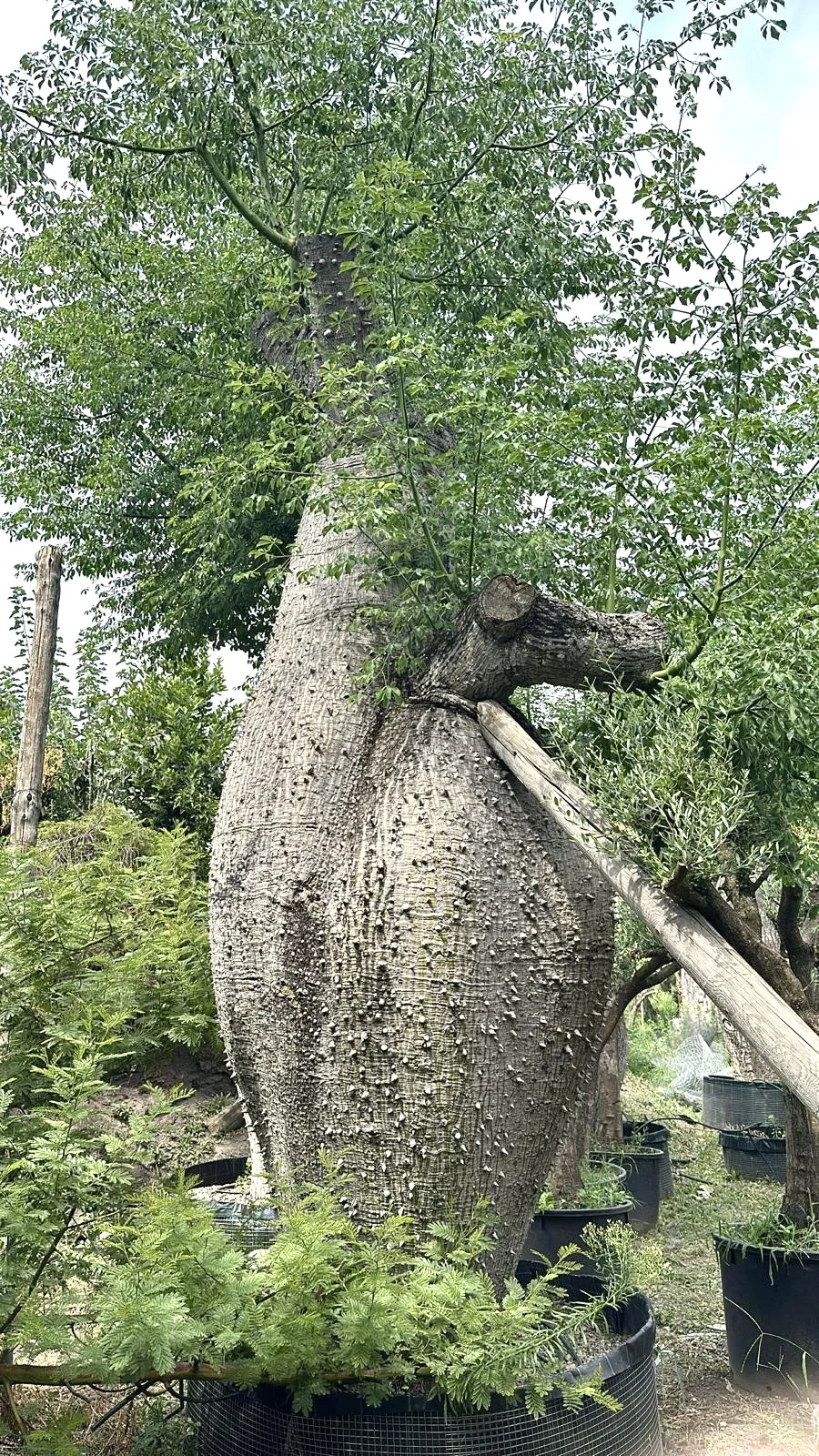 Ceiba pentandra