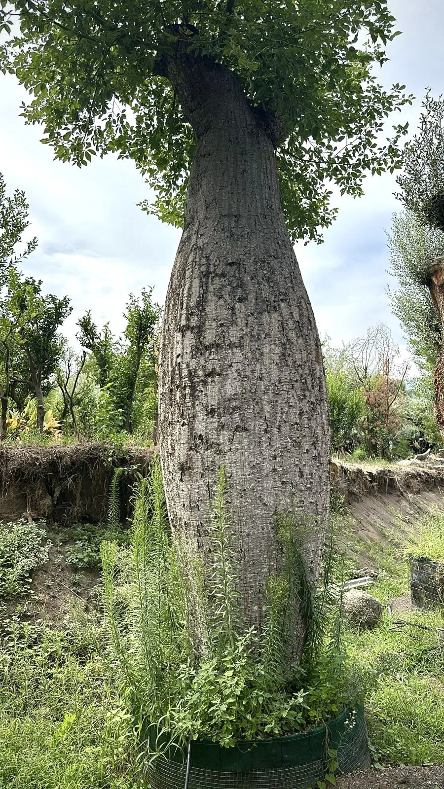 Ceiba Pentandra