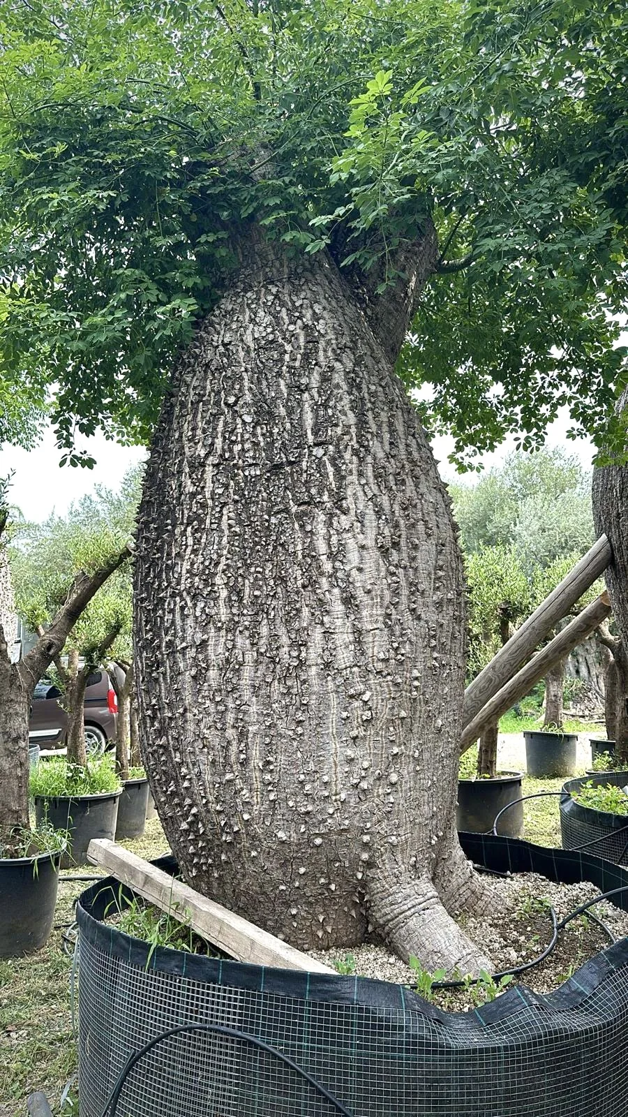 Ceiba pentandra