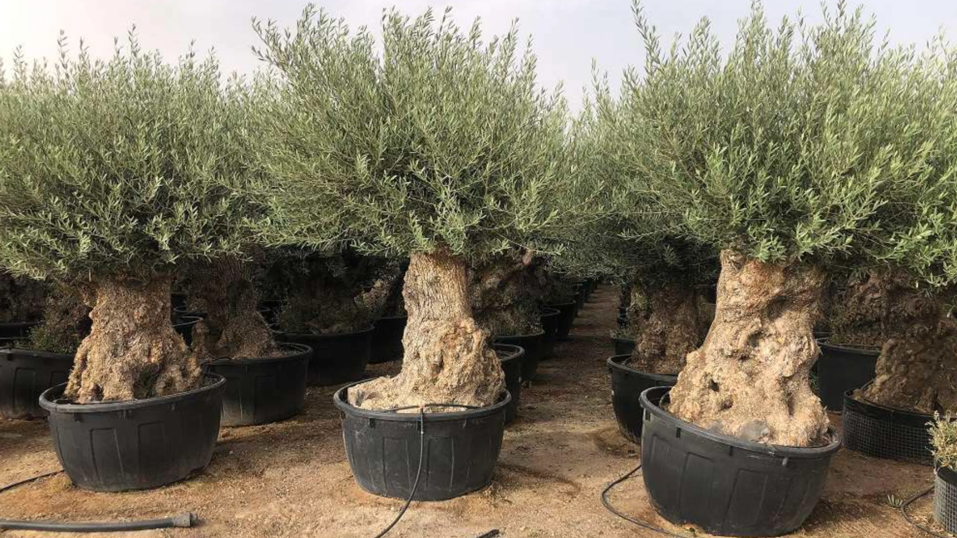 Olivos en Macetas de Varias Medidas