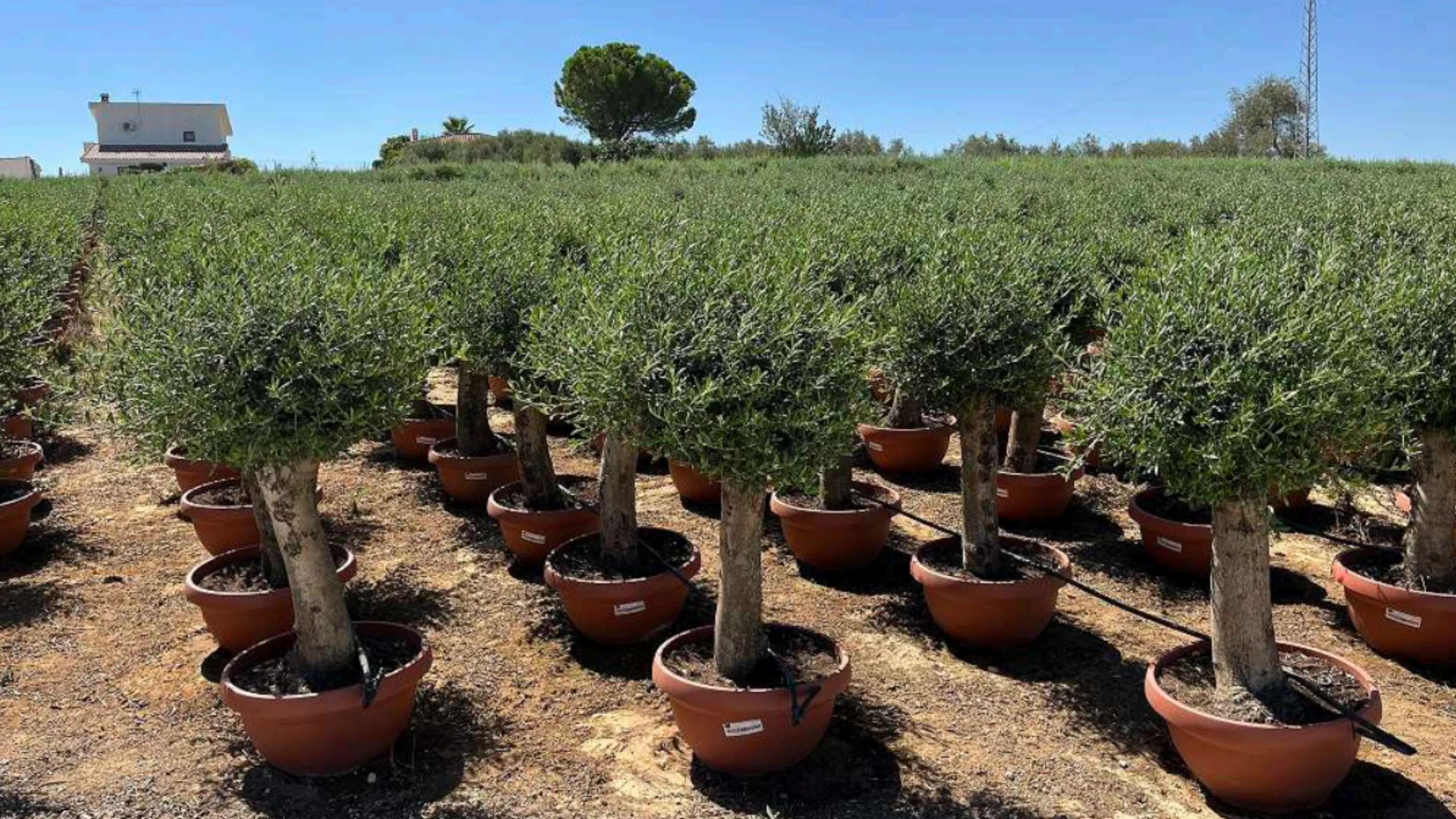Olivos Vivero Olives