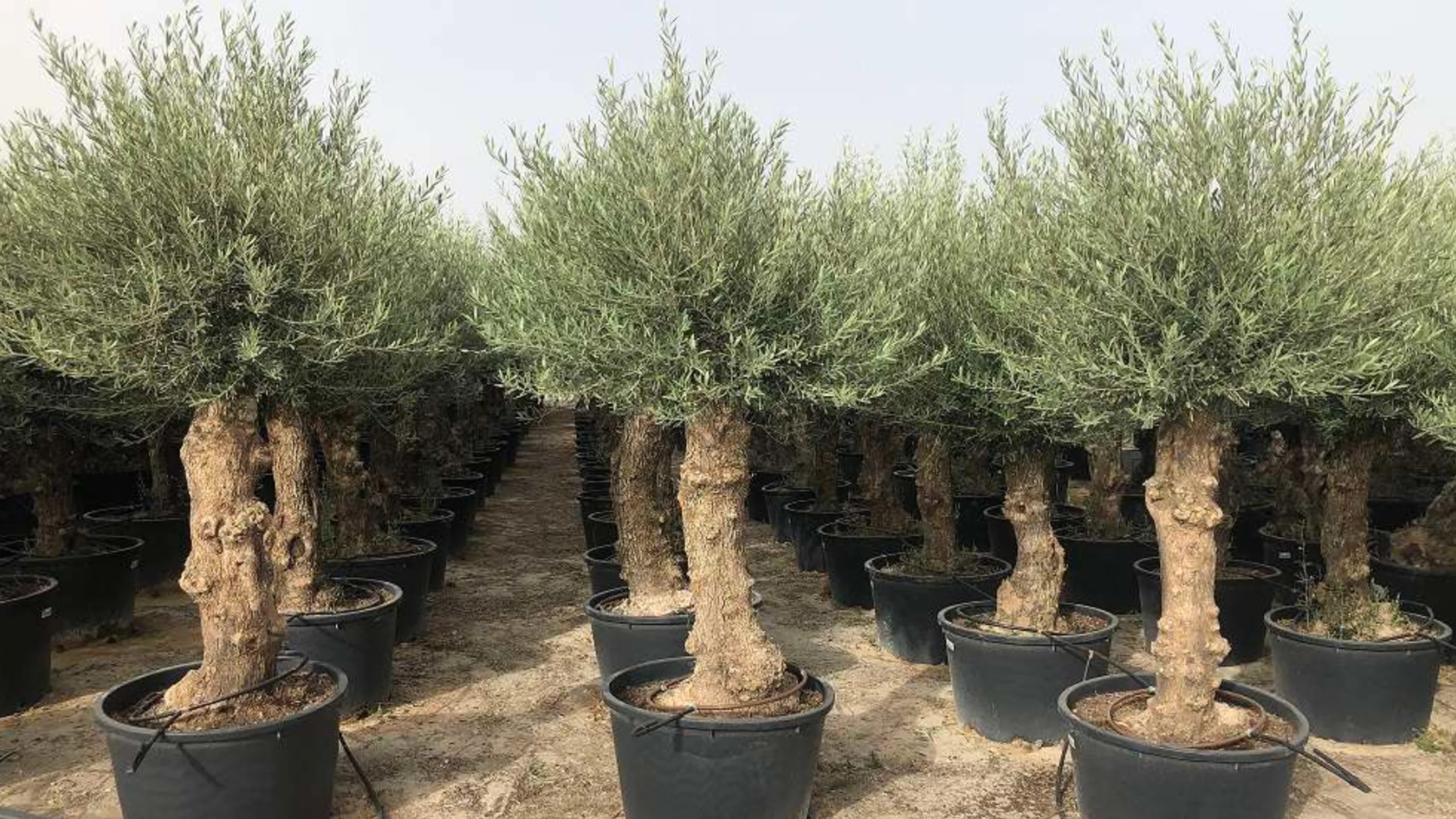 Variedad de vivero