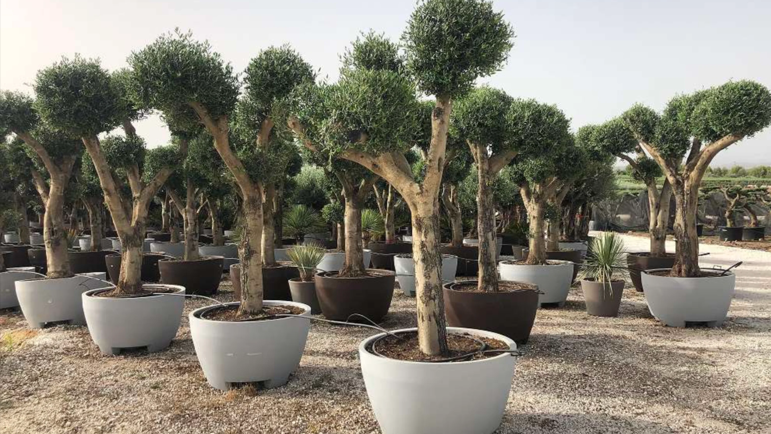 Variedad de vivero