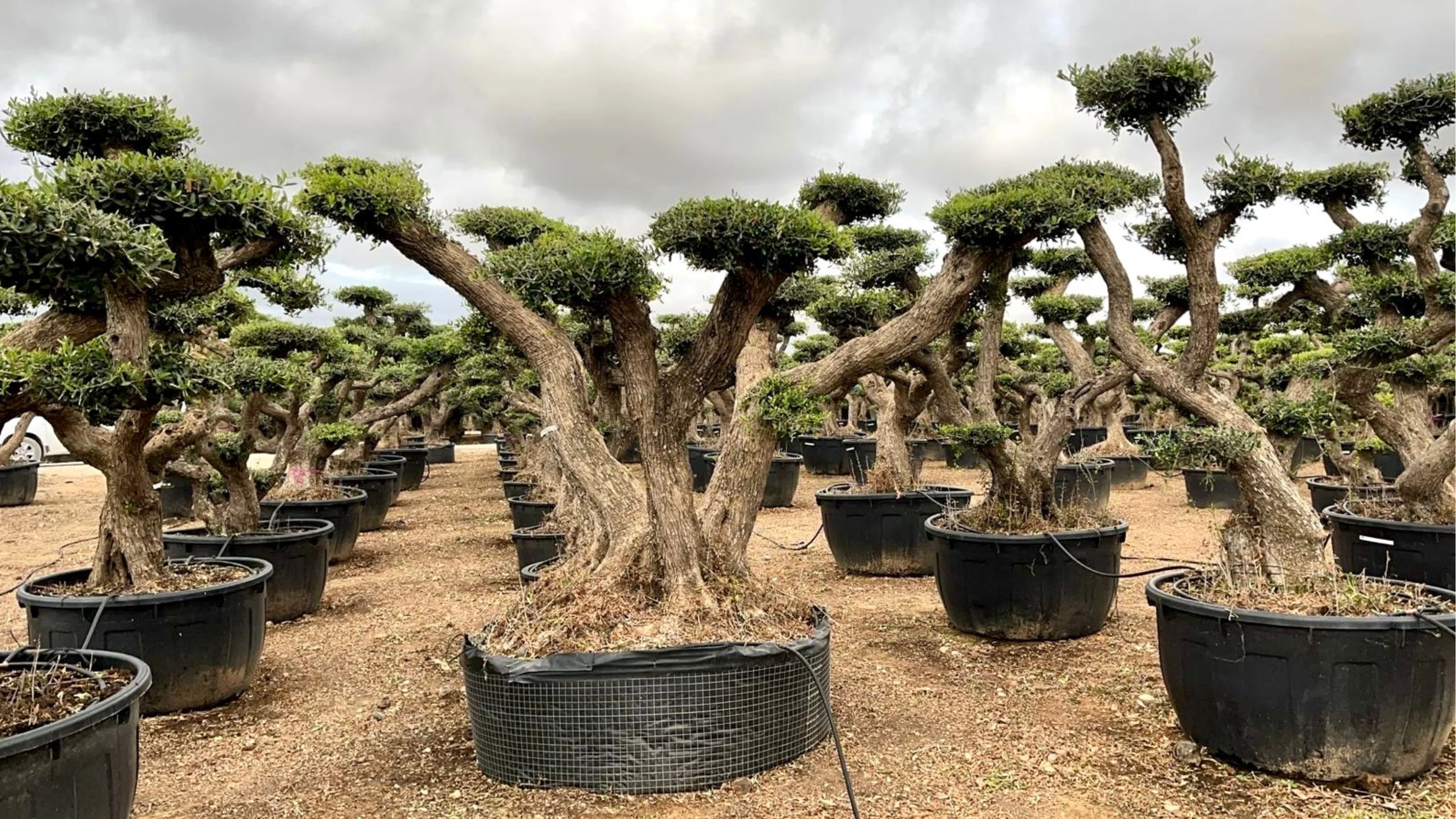 Variedad de vivero