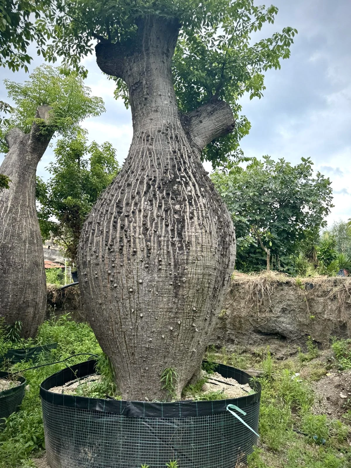 Ceiba pentandra