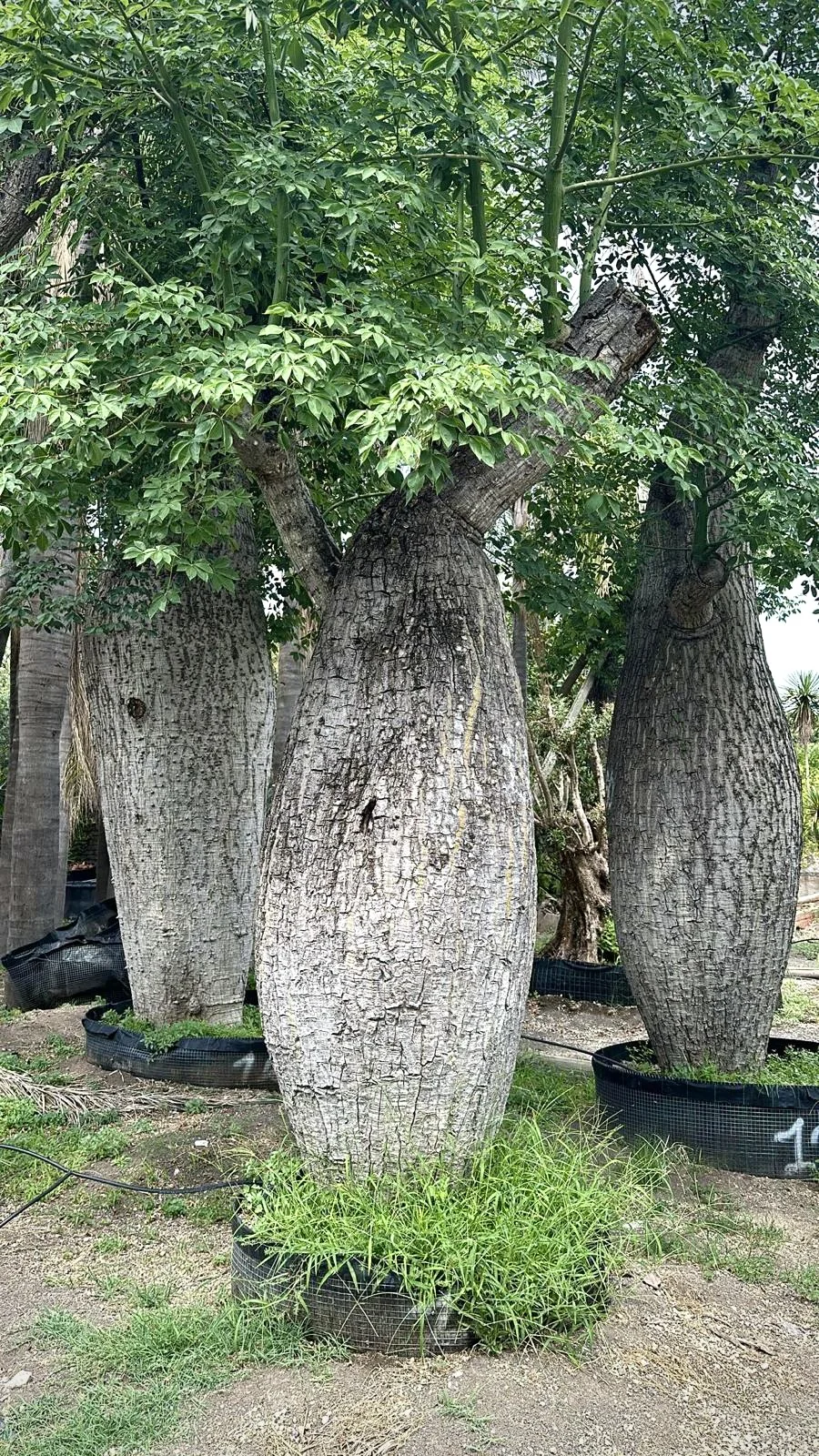 Árbol de Ceiba pentandra Centenario Monumental Cepellón 120cm