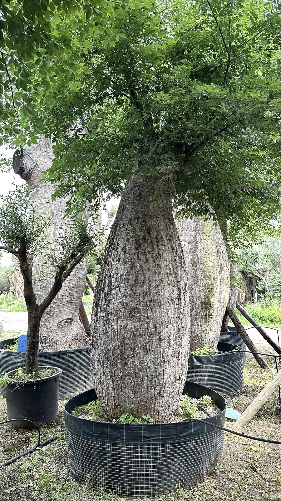 Ceiba pentandra.