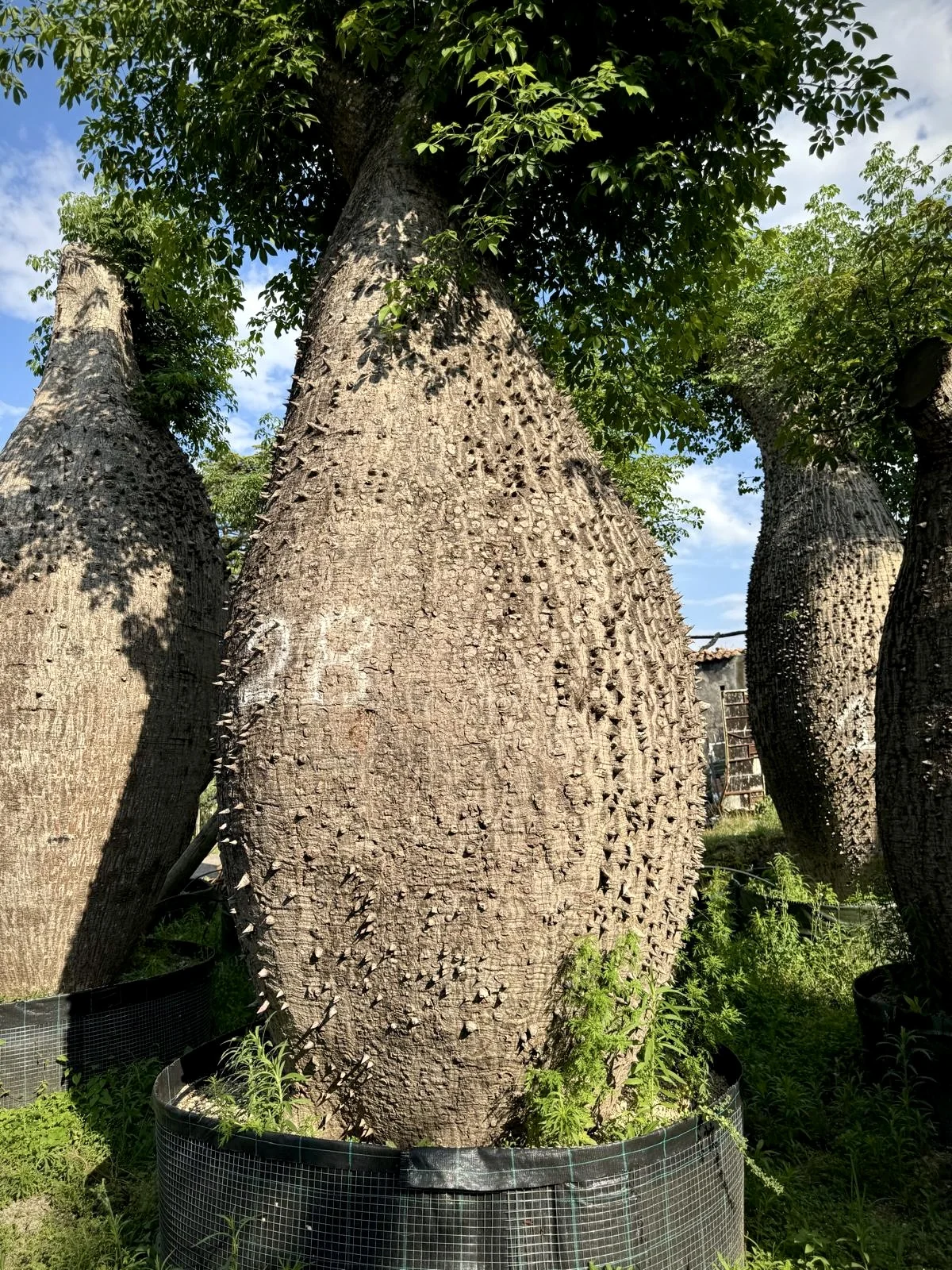 Ceiba pentandra, Maceta 50L, Centenario.