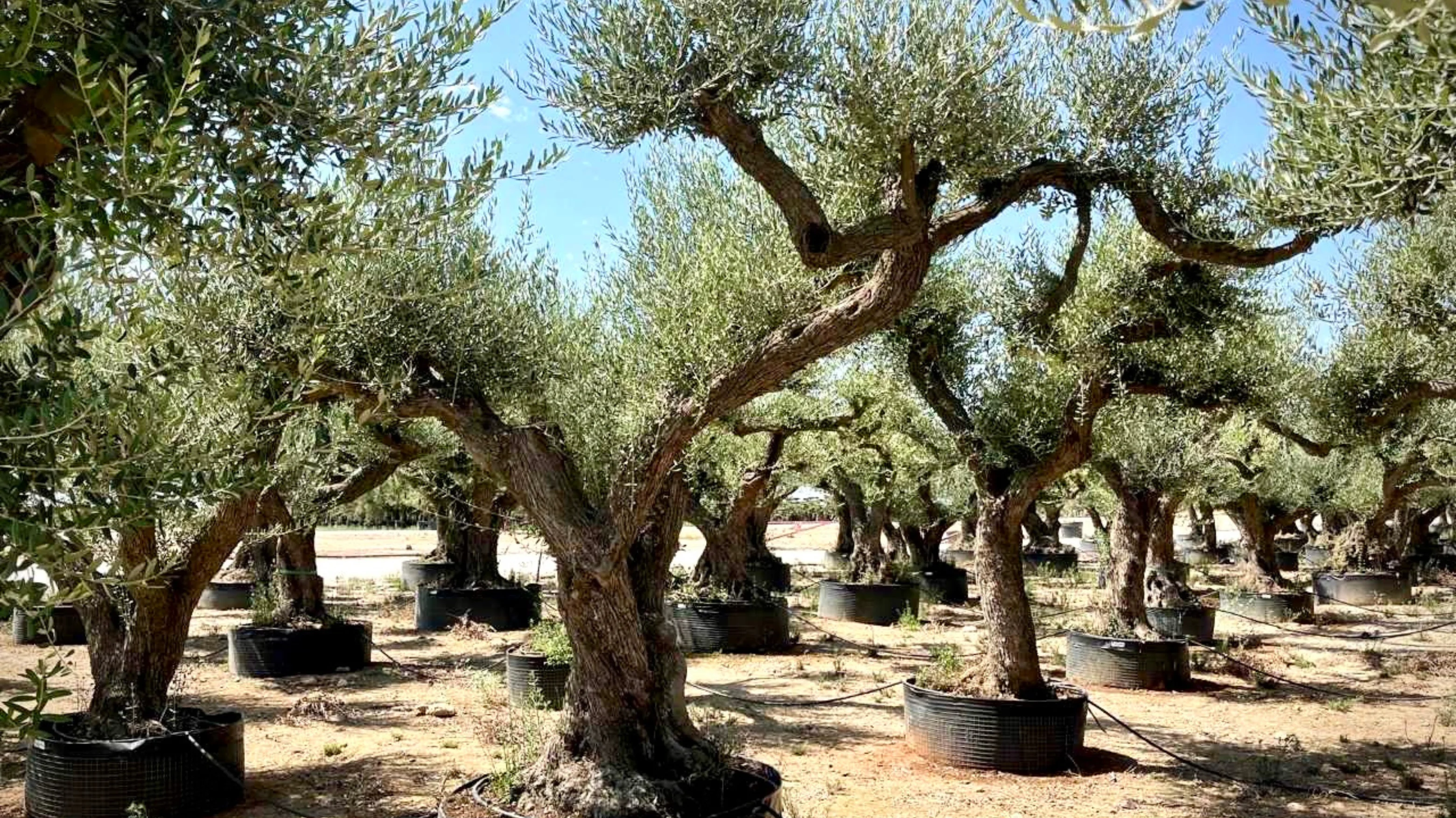 Olivo Piramidal en Maceta 50L