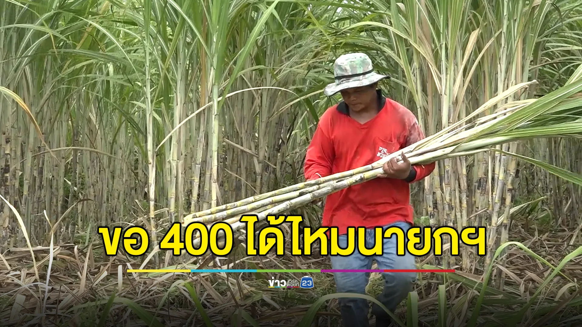 ขอ 400 ได้ไหมนายกฯ! คนตัดอ้อยโอด 300 อยู่ไม่ได้จริงๆ