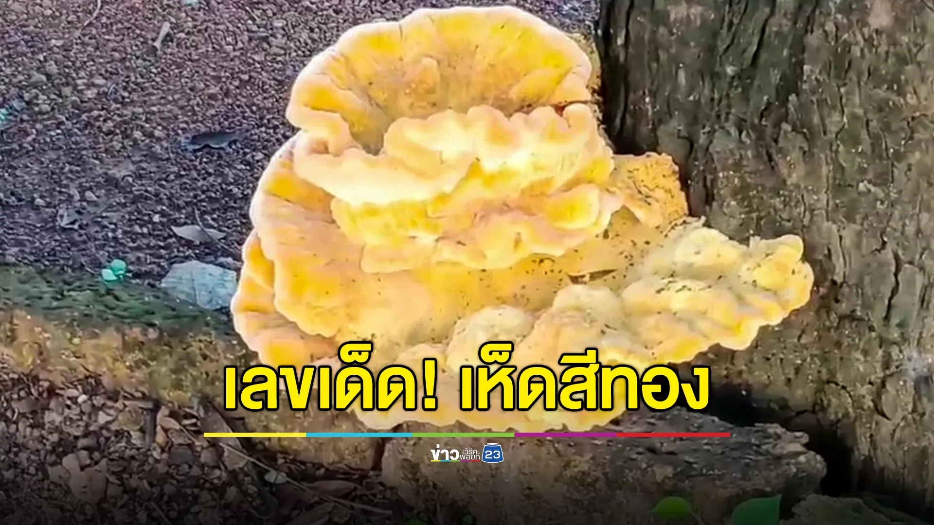 เลขธูปเห็ดสีทอง ตรงกับหวยชุด 12 ล้าน