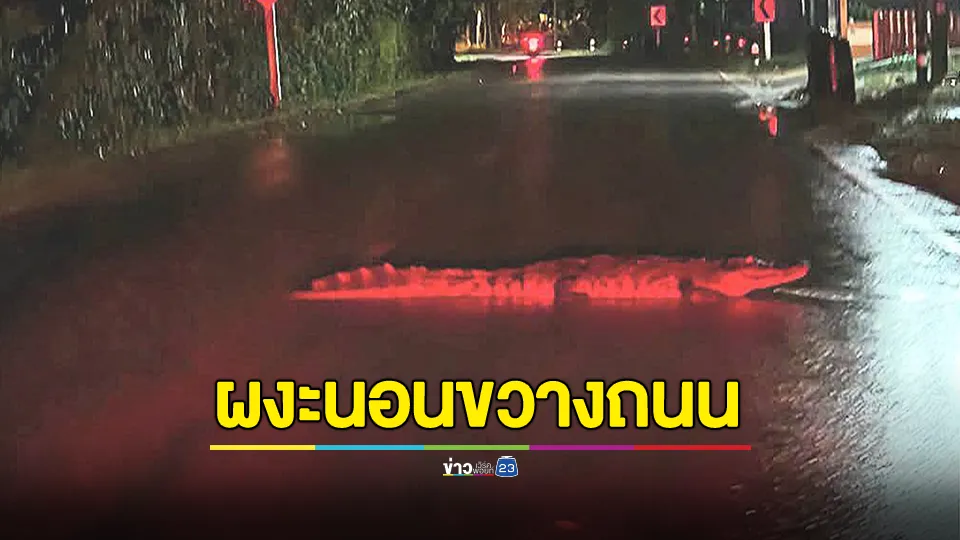 ผงะ! จระเข้นอนขวางถนน