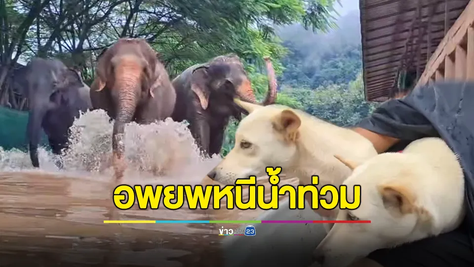 อพยพช้างและสัตว์นับพันชีวิตหนีน้ำป่า