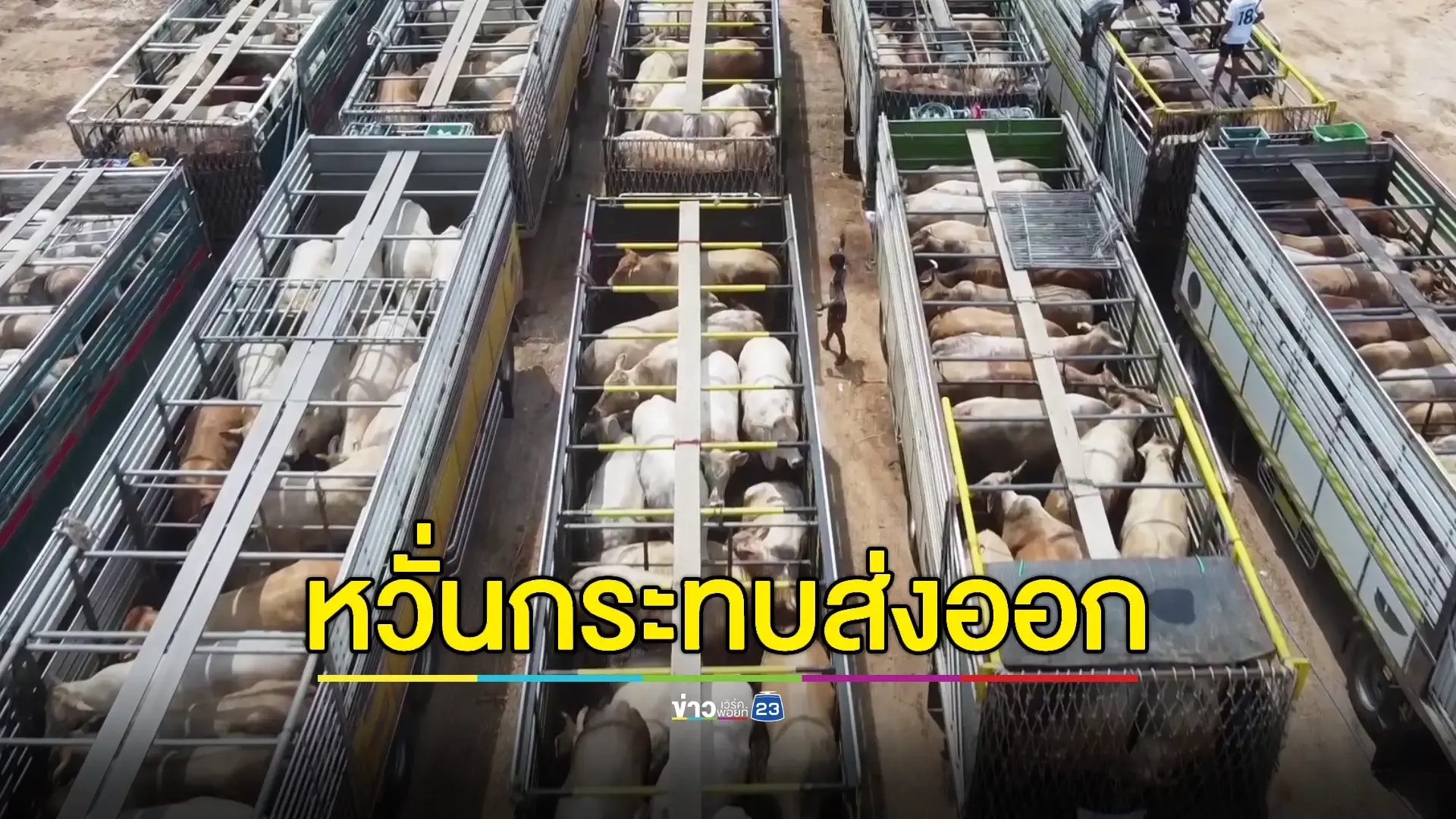 'นครพนม' ยันไม่พบโรคแอนแทรกซ์ระบาด ไม่กระทบส่งออกโค-กระบือ 