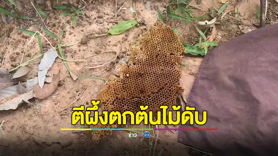 หนุ่มตีผึ้งดวงกุดตกต้นไม้ดับขณะตีผึ้ง