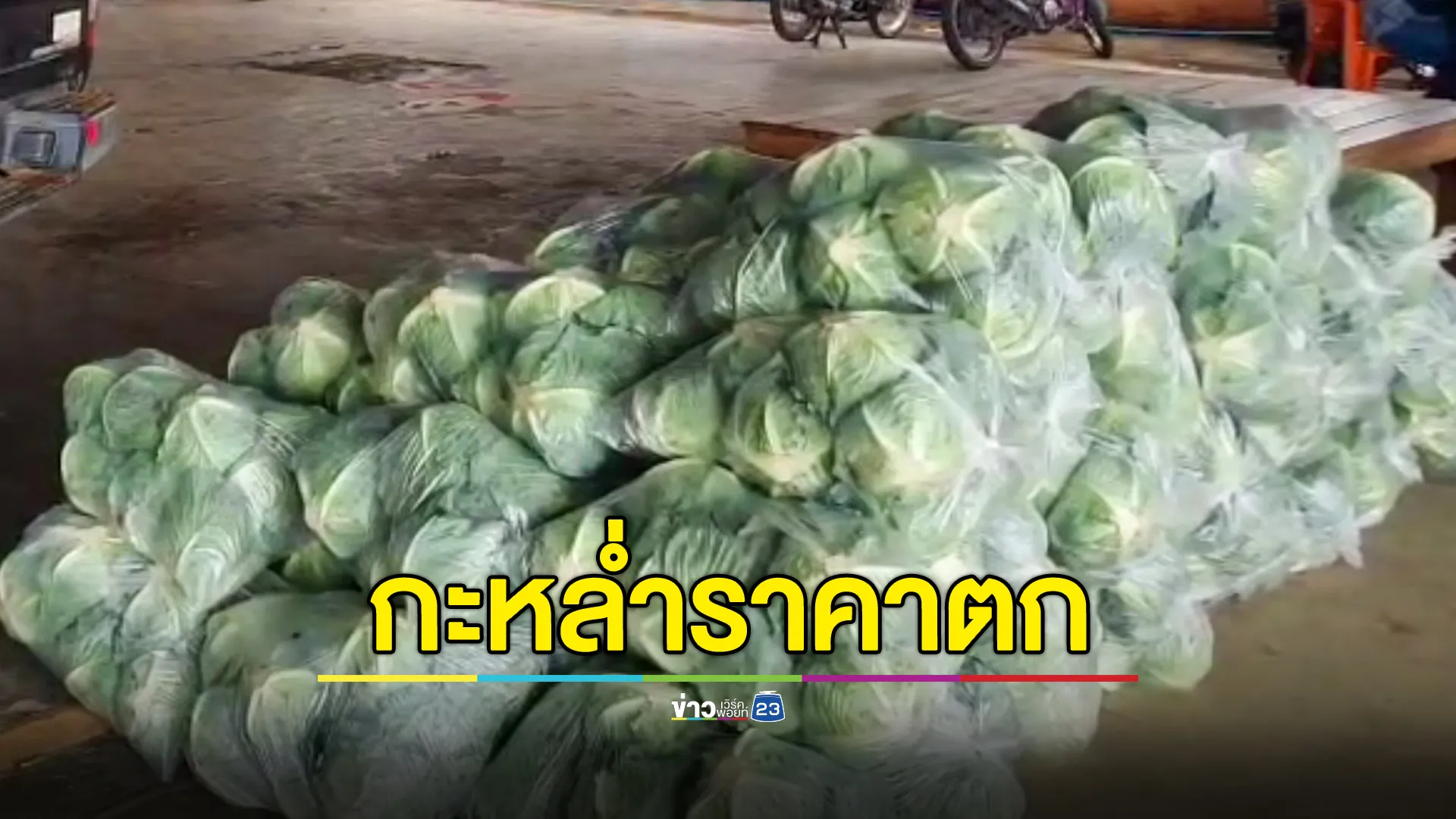 ชาวสวนโอด กะหล่ำราคาตกต่ำ กก.ละ 3-4 บาท! แต่ขายปลีก กก.ละ 15 บาท