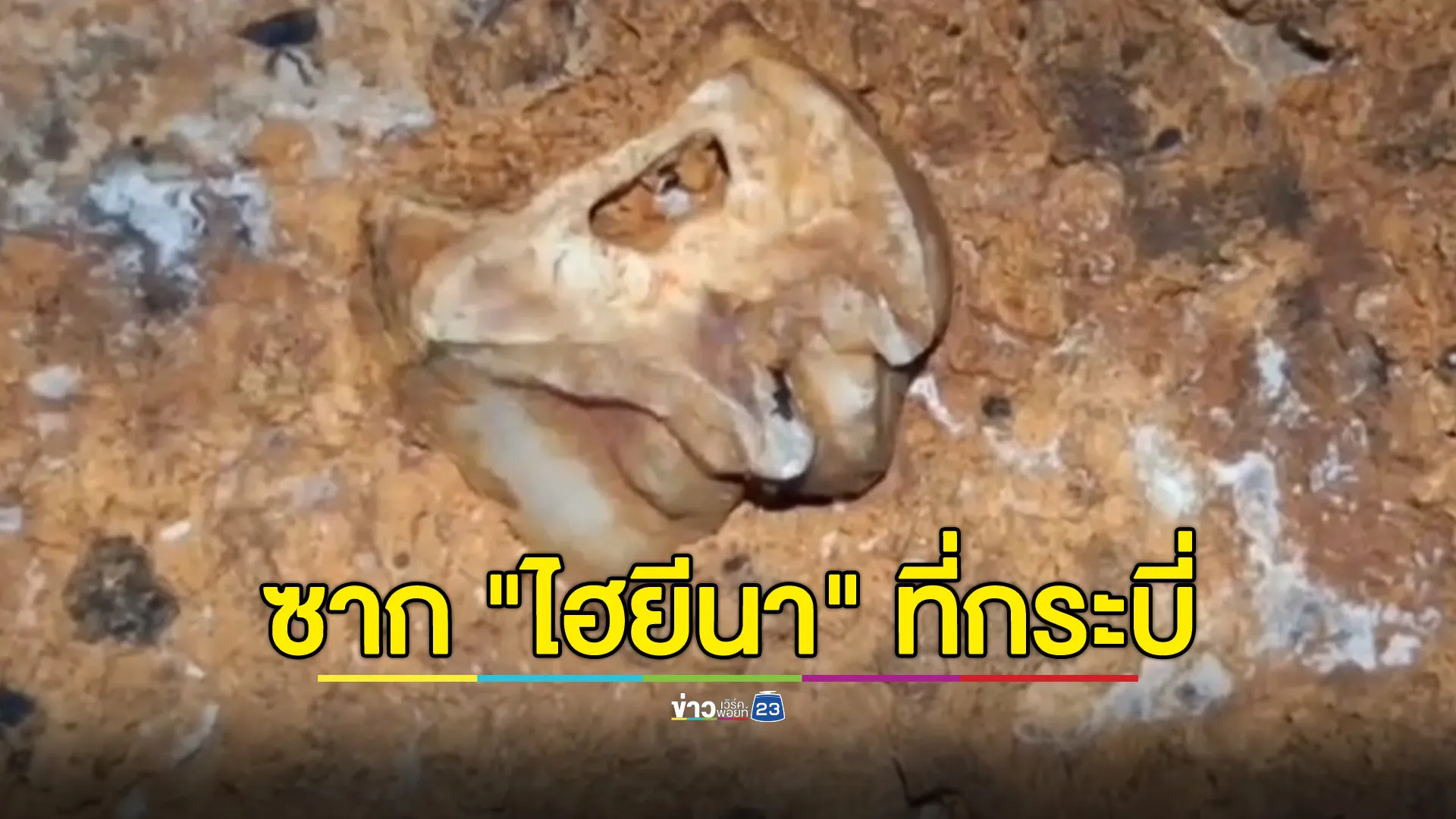 ฮือฮา! เปิดตำนาน "ไฮยีนา" ในกระบี่ ซากดึกดำบรรพ์ยุคสะวันนา 2 แสนปี 