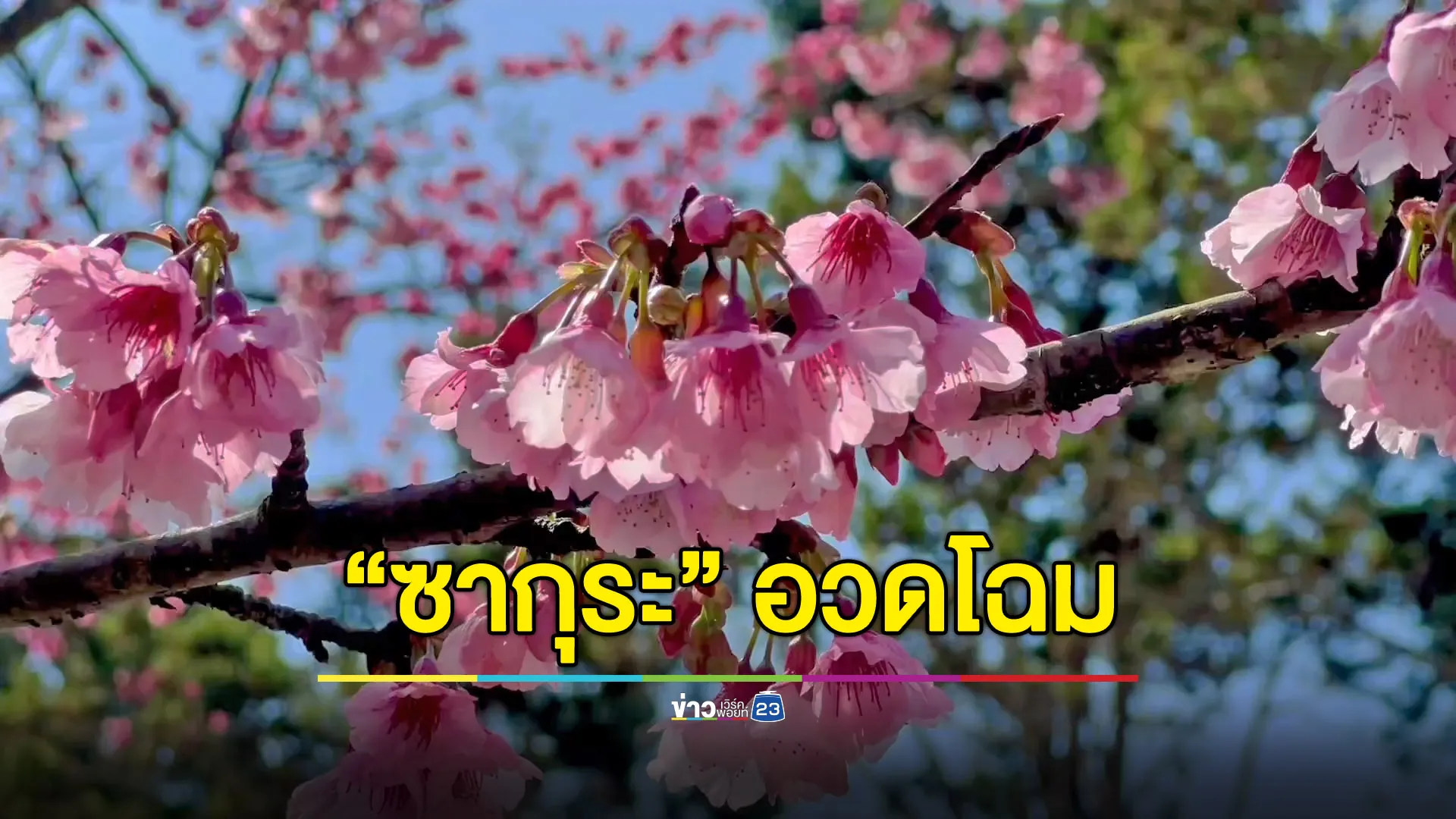 “ซากุระ” ดอยอ่างขางอวดโฉมสะพรั่งรับปีใหม่