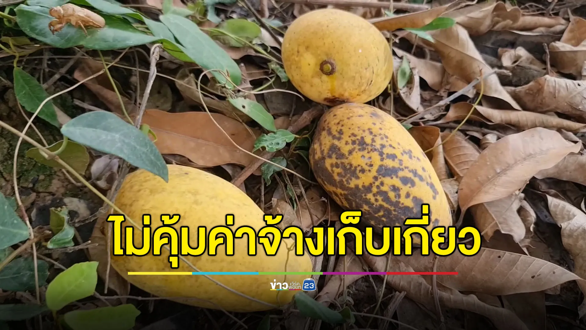 มะม่วงราคาตกจนไม่คุ้มค่าเก็บ ชาวสวนจำใจปล่อยเน่าทิ้งคาต้น