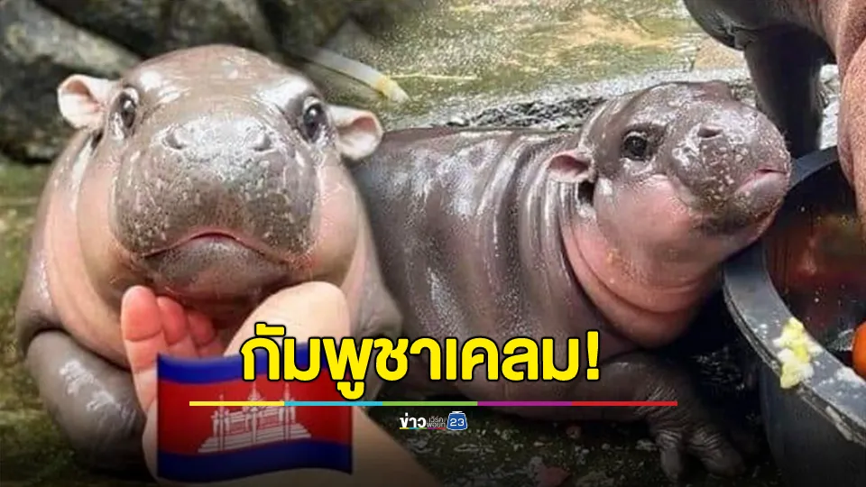 กัมพูชาเคลม "หมูเด้ง" อ้างเกิดใน "สวนสัตว์กัมพูชา" 