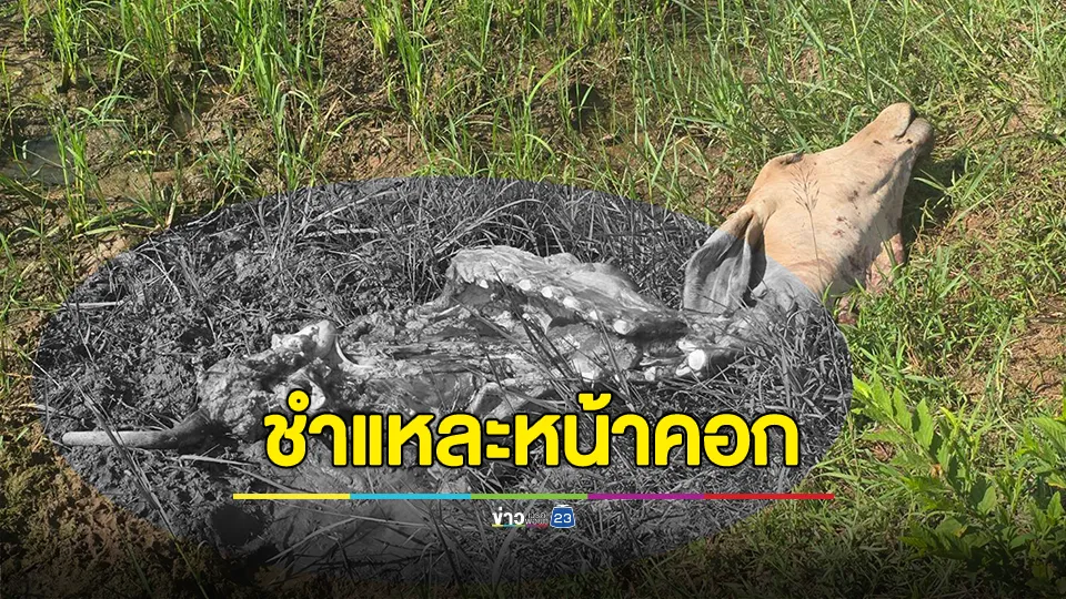 ล่าโจรกระสือขโมยลูกวัวชำแหละหน้าคอกเหลือแต่หัว แม่วัวครวญหา