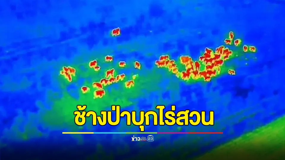 ช้างป่าทับลานเกือบ 80 ตัวบุกไร่สวนชาวบ้านนานนับเดือน