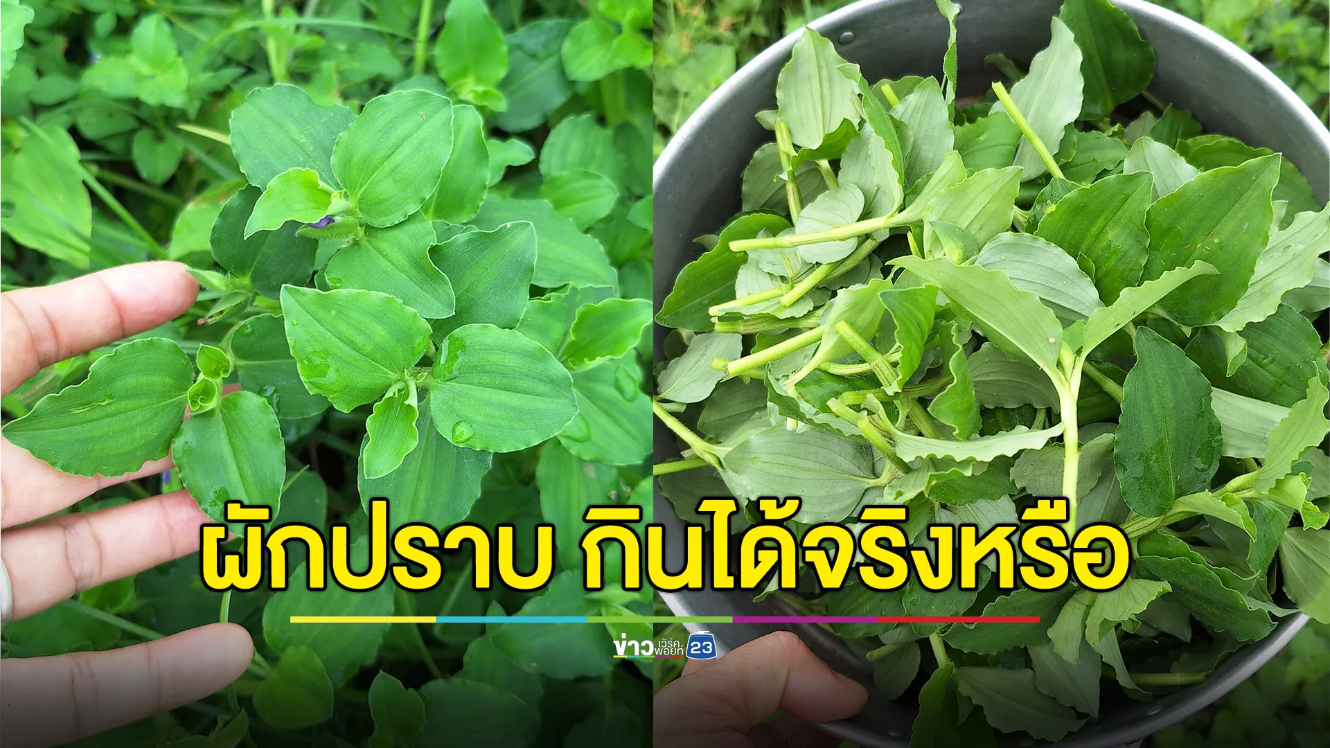 “ผักปราบ”วัชพืชกินได้ ทำได้หลากเมนู แถมสรรพคุณเพียบ