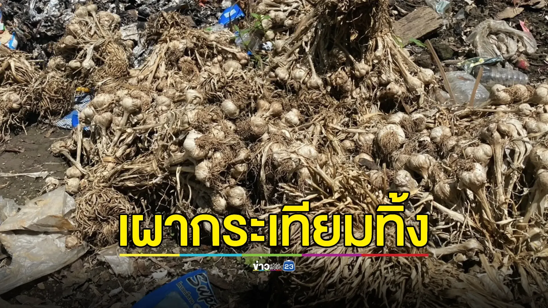 วอนรัฐช่วยด่วน! กระเทียมราคาตกต่ำ พ่อค้าคนกลางนัดกันไม่รับซื้อช่วงต้นฤดู 