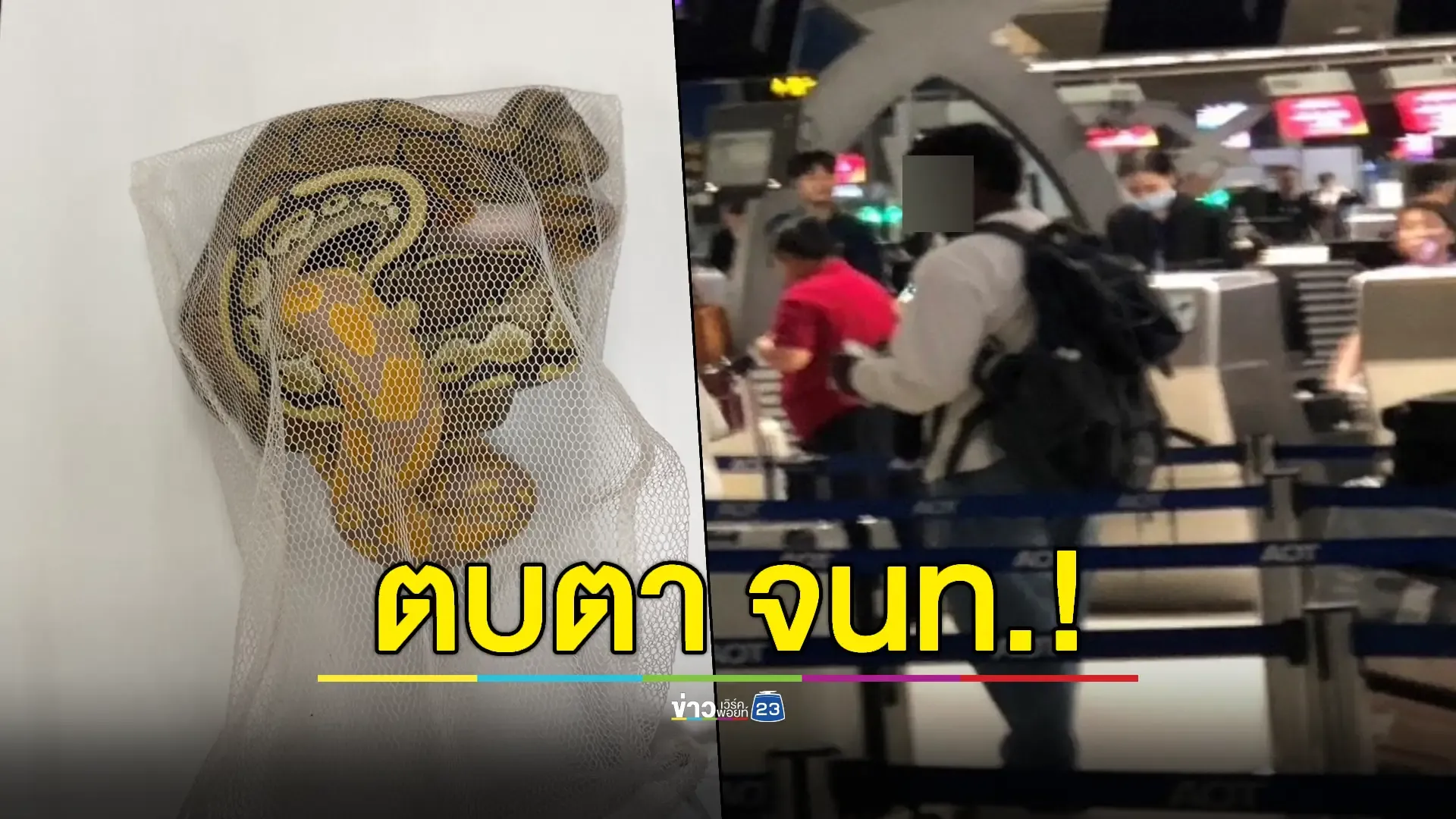 จับหนุ่มศรีลังกาลักลอบค้าสัตว์ป่าแอบซุก'งูหลามบอล'ในกางเกงใน