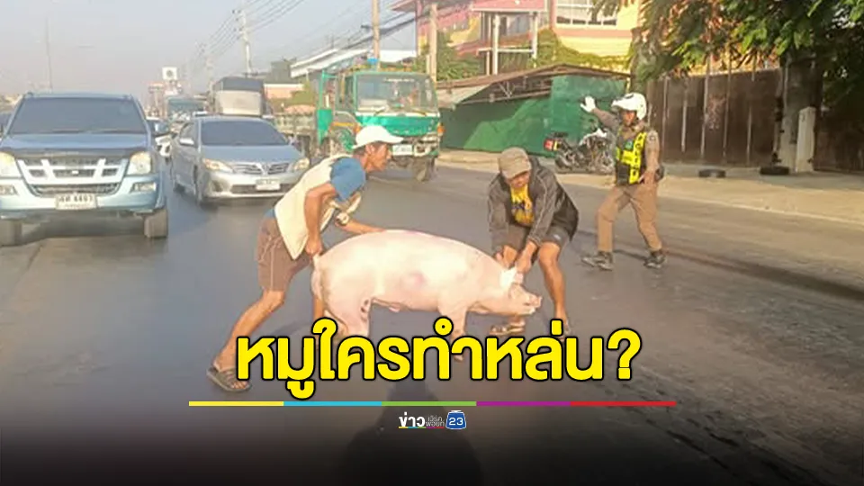 หมูใครหล่น ติดต่อรับได้ที่หน่วยบริการตำรวจทางหลวงท่าตำหนัก