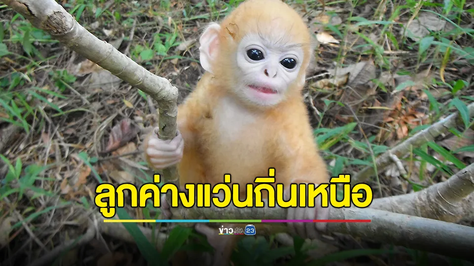 ชวนส่องความน่ารัก "ลูกค่างแว่นถิ่นเหนือ"