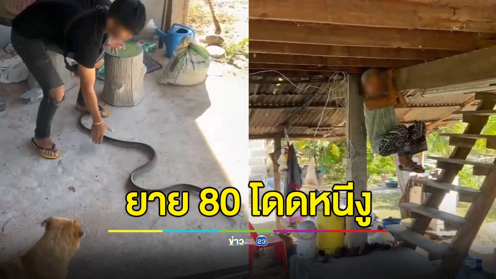 ยาย 80 ตกใจ กระโดดโหนขื่อหนีงู คลิปไวรัลยอดวิวกระฉูด