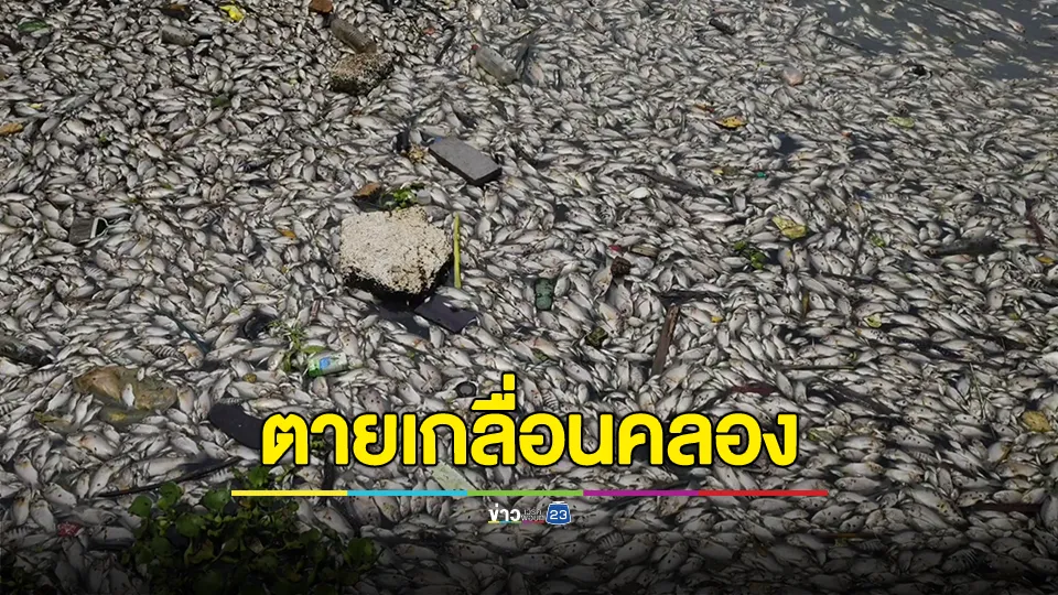 ปลาลอยตายเกลื่อนคลองบางปู ชาวบ้านวอนตรวจสอบ เหตุส่งกลิ่นเหม็นรุนแรงหลังฝนถล่ม