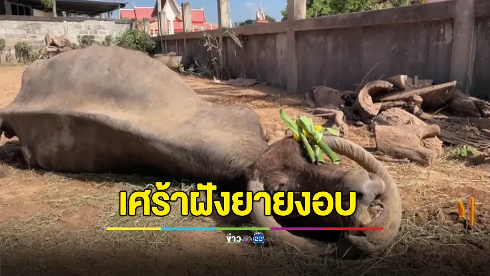 เจ้าของสุดเศร้า! ทำพิธีฝังศพให้ "ยายงอบ" ควายแสนรู้เลี้ยงดูแลมานาน 36 ปี ให้ลูก 29 ตัว
