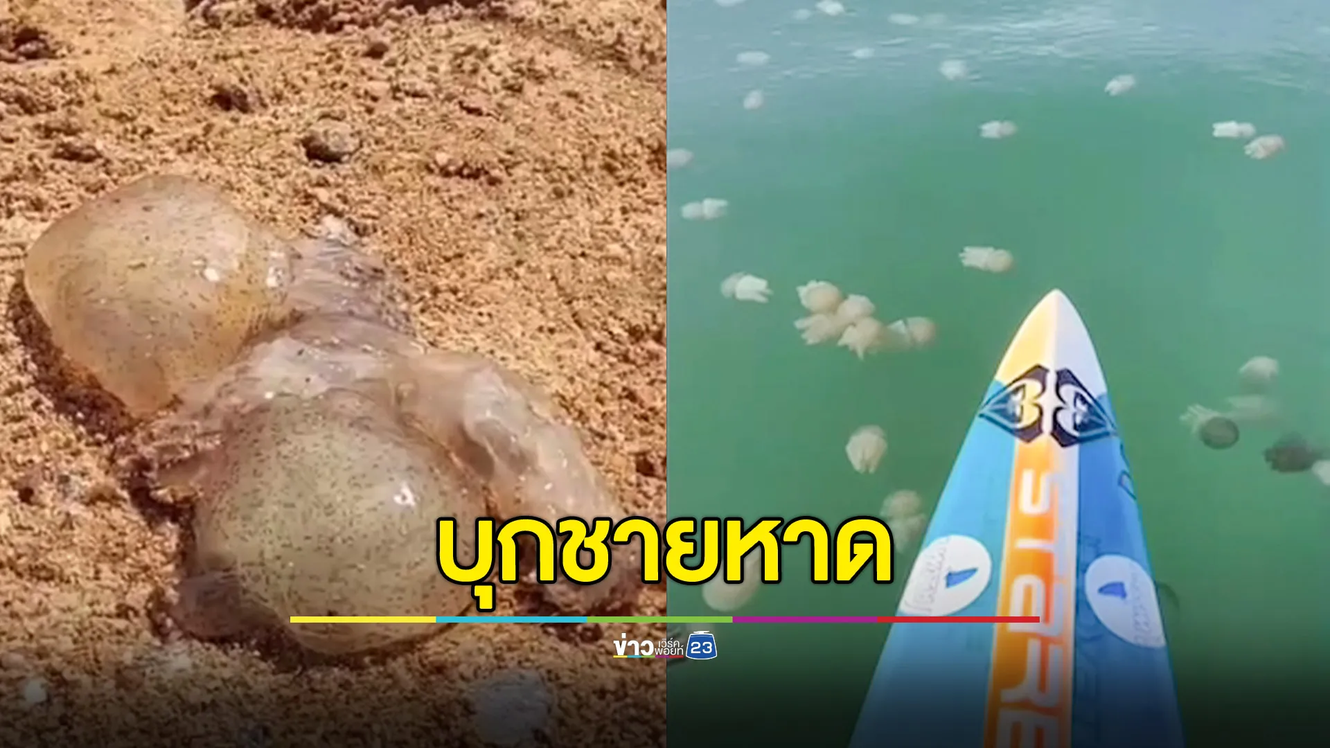 "หาดจอมเทียน" เตือนแมงกะพรุนถ้วยหลากสีบุกชายหาด 