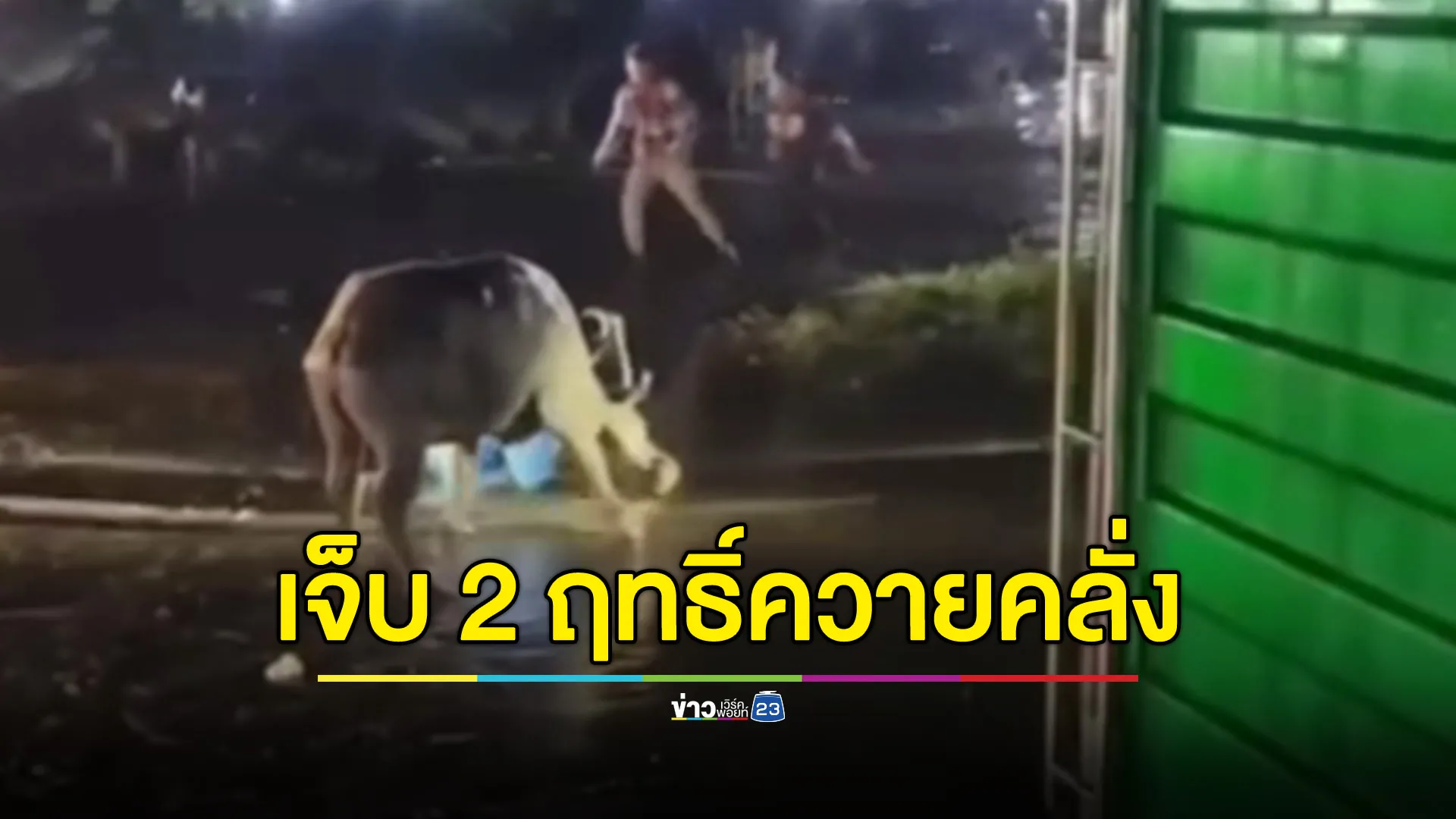 ควายคลั่งไล่ขวิด นายฮ้อยบาดเจ็บหนัก 2 ราย  