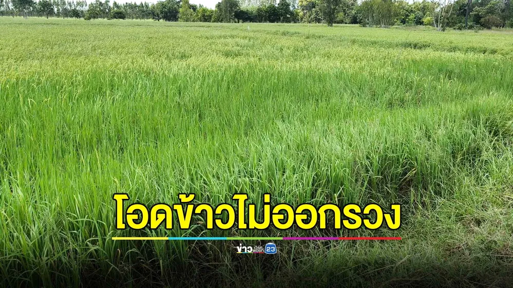 ชาวนาโอด แสงไฟริมถนนทำให้ข้าวไม่ออกรวง เสียหายจำนวนมาก