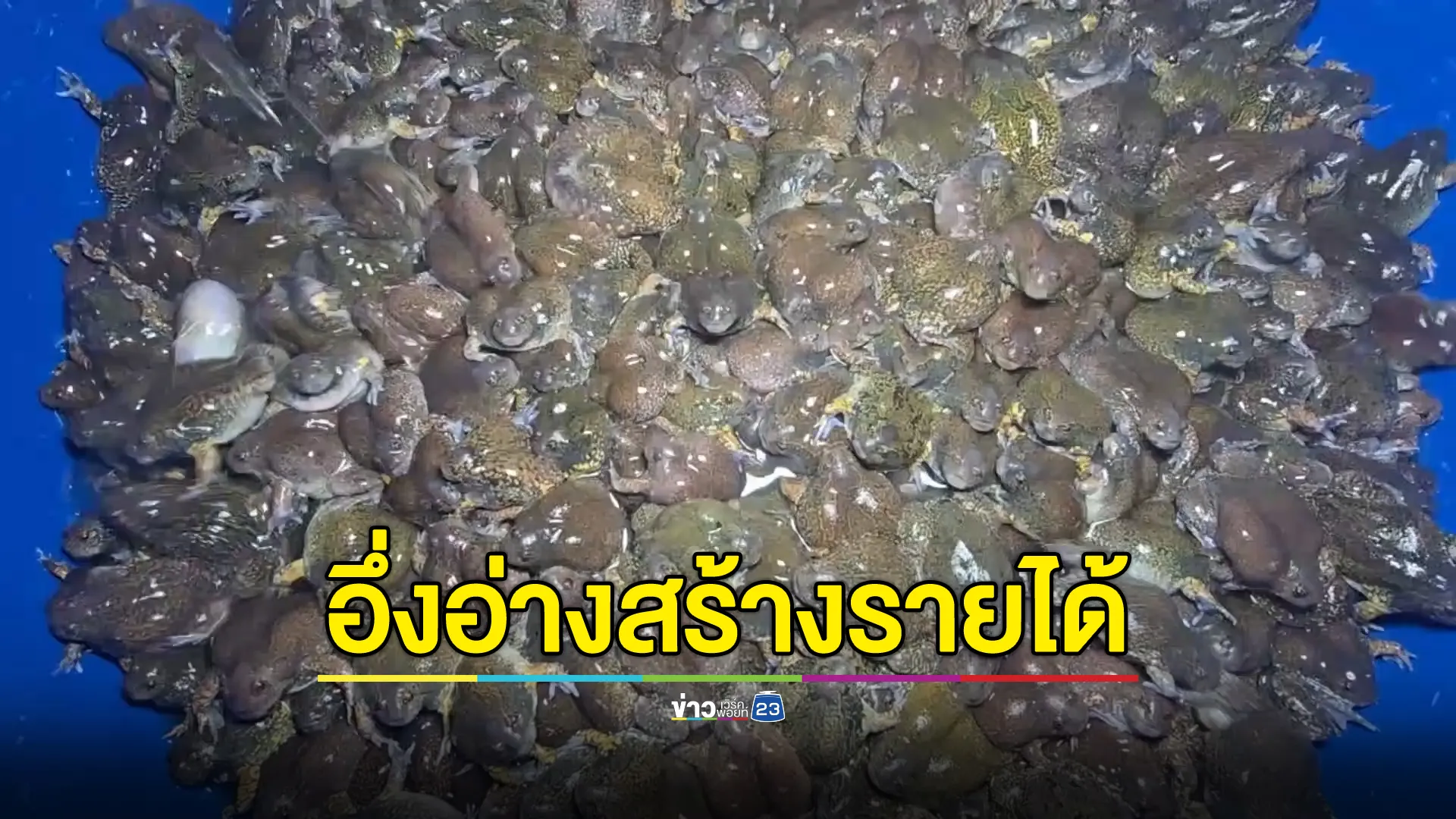 "ฝนแรก"อุทัยธานี ชาวแห่ออกจับ"อึ่งอ่าง"ขาย สร้างรายได้งาม