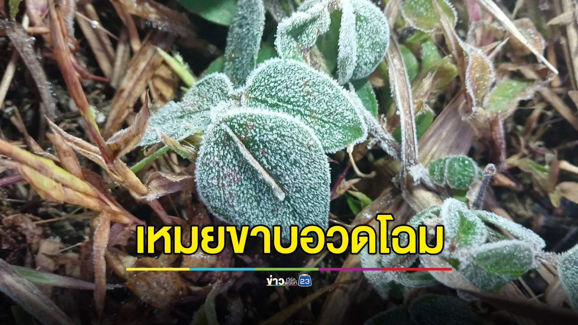 หนาวสะท้าน 4 องศา เหมยขาบแรกอวดโฉม