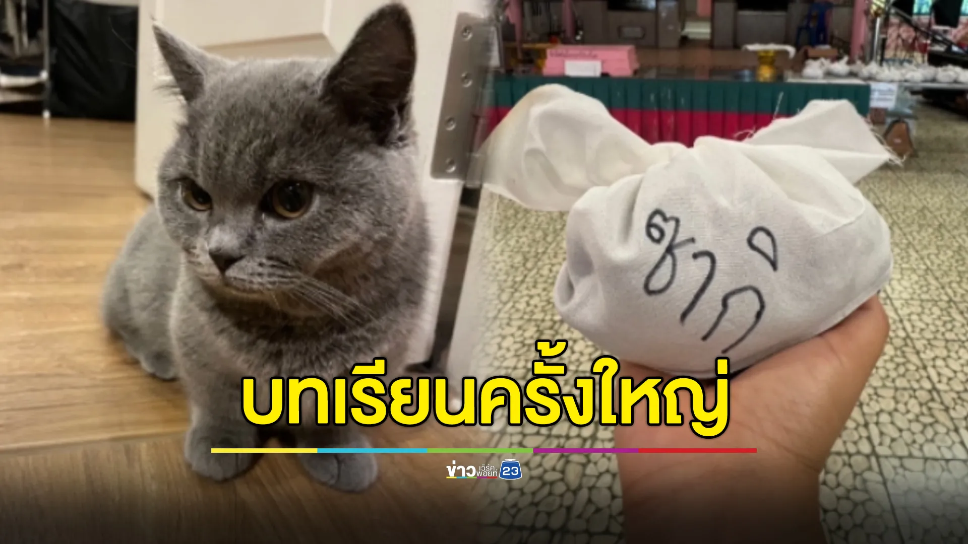 เจ้าของร้านอาบน้ำแมวยอมชดใช้ ถือเป็นบทเรียนครั้งใหญ่