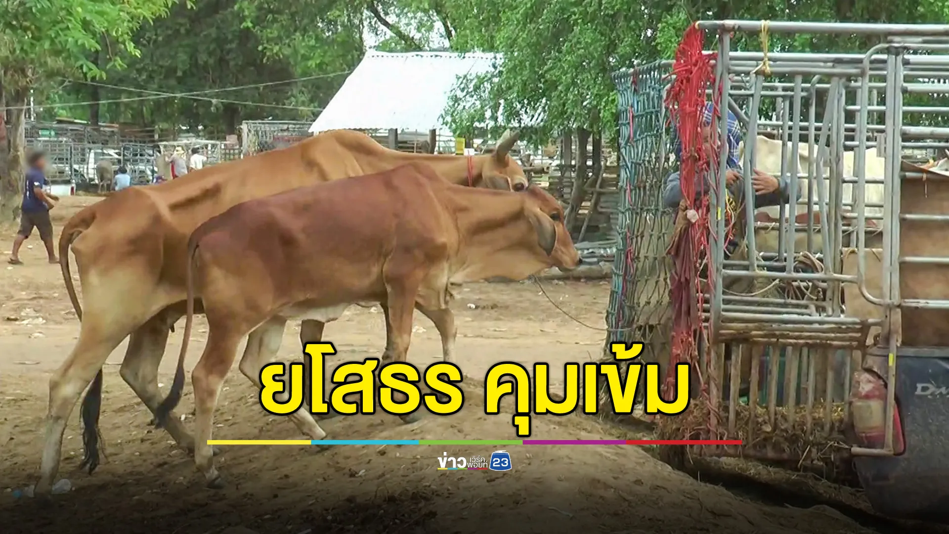 ปศุสัตว์ยโสธร คุมเข้มตลาดนัดโคกระบือ ป้องกันโรคแอนแทรกซ์