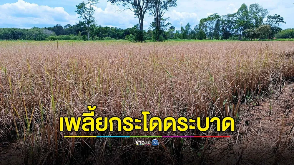 พบเพลี้ยกระโดดระบาดหนักในรอบ 10 ปี นาข้าวจ่อเสียหายหลายร้อยไร่