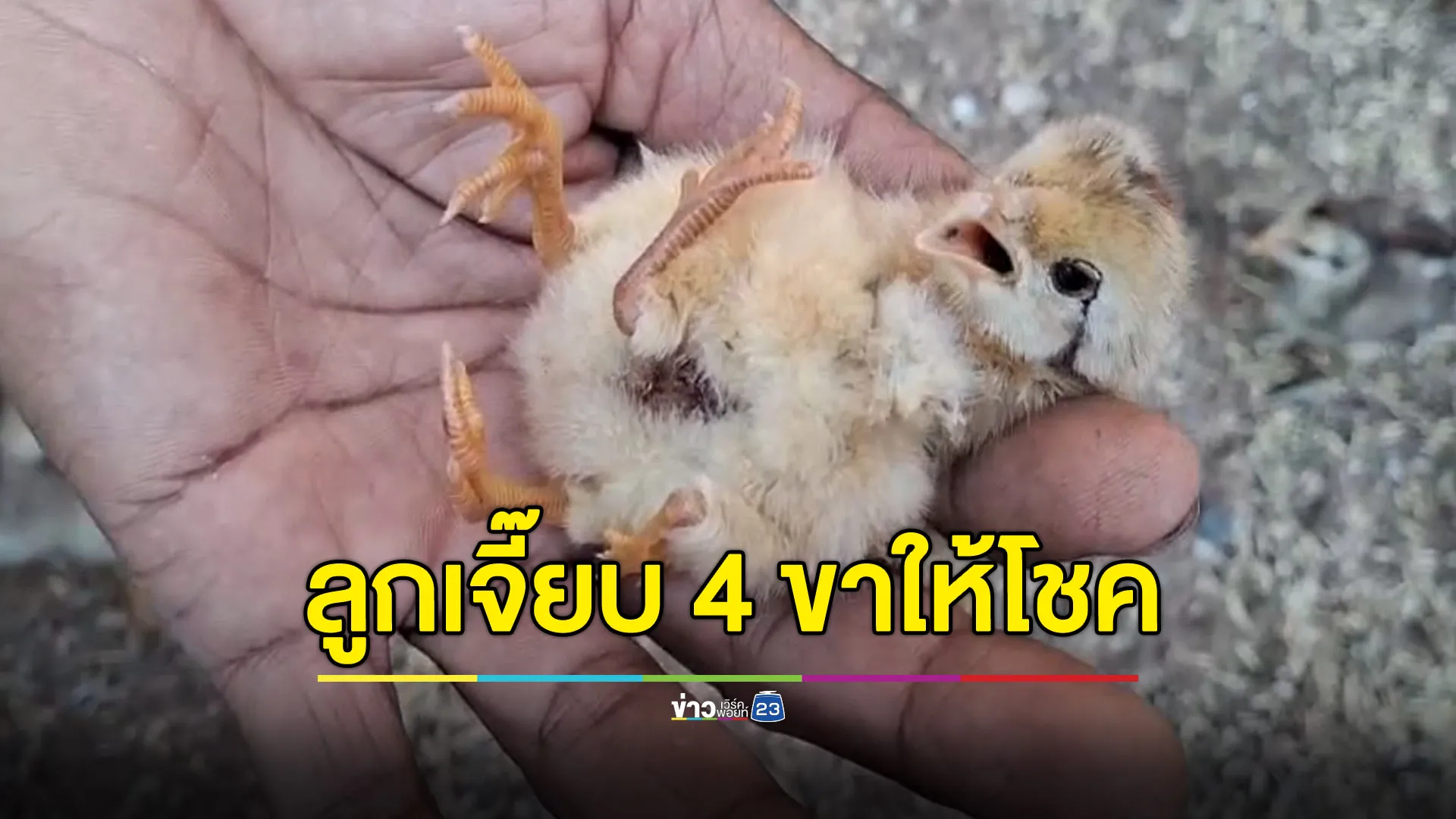 ลูกเจี๊ยบ 4 ขา ให้โชคเจ้าของรับปีใหม่